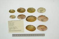 Actinonaias medellina image