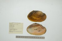 Cyrtonaias tampicoensis image