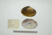 Cyrtonaias tampicoensis image