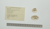 Nephronaias aztecorum image