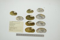 Friersonia iridella image