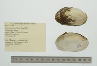 Actinonaias medellina image