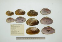 Disconaias fimbriata image