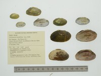 Actinonaias medellina image