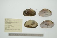 Actinonaias medellina image