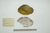 Disconaias disca image