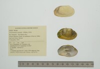 Actinonaias coyensis image