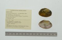 Psoronaias semigranosa image