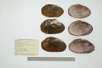 Disconaias fimbriata image