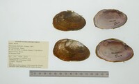 Disconaias fimbriata image
