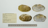 Disconaias fimbriata image