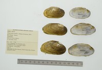 Friersonia iridella image