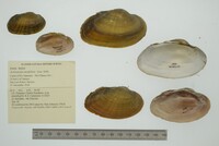 Actinonaias medellina image