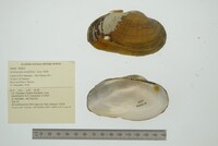 Actinonaias medellina image