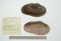 Actinonaias medellina image