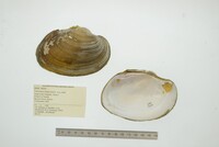 Cyrtonaias tampicoensis image