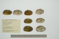 Actinonaias coyensis image