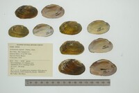 Actinonaias signata image