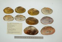 Disconaias fimbriata image