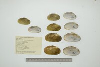 Friersonia iridella image