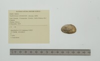 Nephronaias calamitarum image