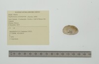 Nephronaias calamitarum image