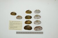 Nephronaias calamitarum image