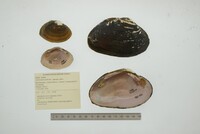 Cyrtonaias explicata image