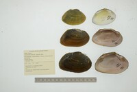 Cyrtonaias explicata image