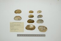 Nephronaias calamitarum image