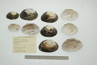 Cyrtonaias explicata image