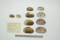 Media resource of Nephronaias hermanni
