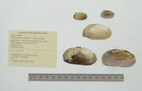 Nephronaias calamitarum image