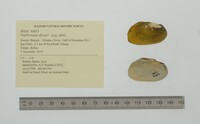 Nephronaias dysonii image