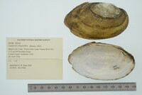 Lampsilis siliquoidea image