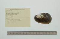 Cyrtonaias tampicoensis image