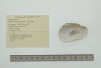 Cyrtonaias tampicoensis image