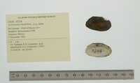Actinonaias medellina image