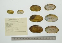 Actinonaias medellina image