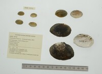Media resource of Psoronaias distincta