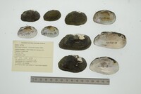 Media resource of Barynaias opacata