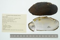 Margaritifera margaritifera image
