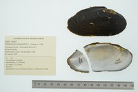 Margaritifera margaritifera image