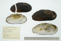 Margaritifera margaritifera image