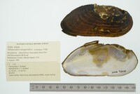 Margaritifera margaritifera image