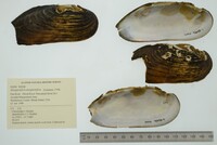 Margaritifera margaritifera image