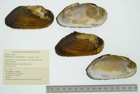 Margaritifera margaritifera image