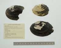 Cyrtonaias tampicoensis image
