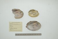 Cyrtonaias tampicoensis image