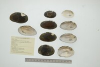 Psoronaias distincta image